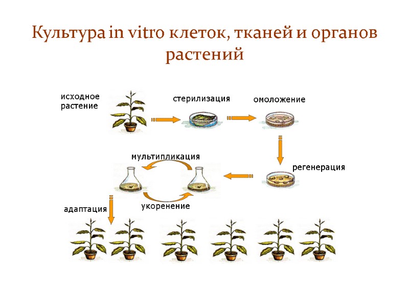 Культура in vitro клеток, тканей и органов растений